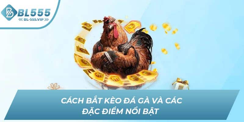 Cách bắt kèo đá gà và các đặc điểm nổi bật 